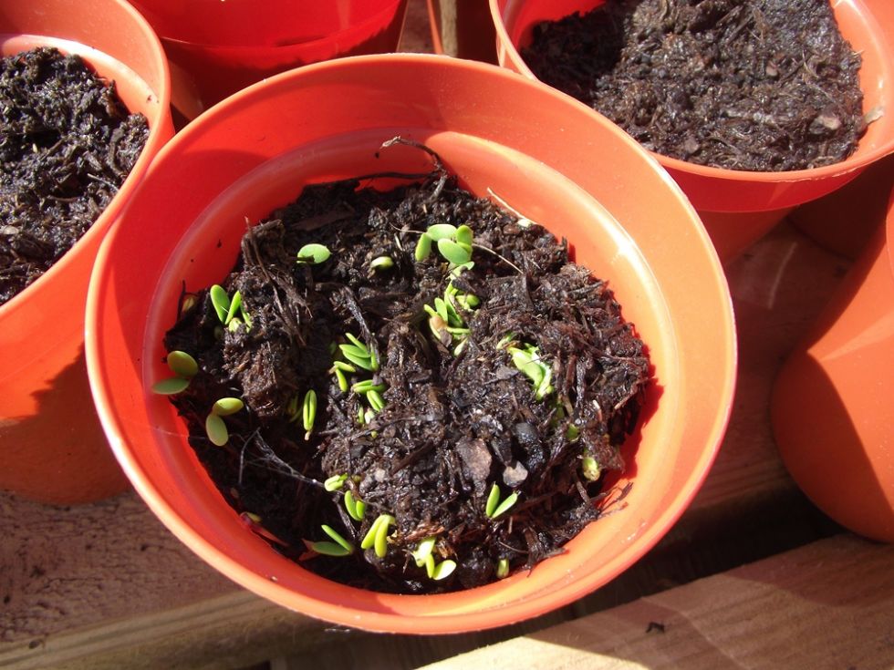  red clover sprouts
