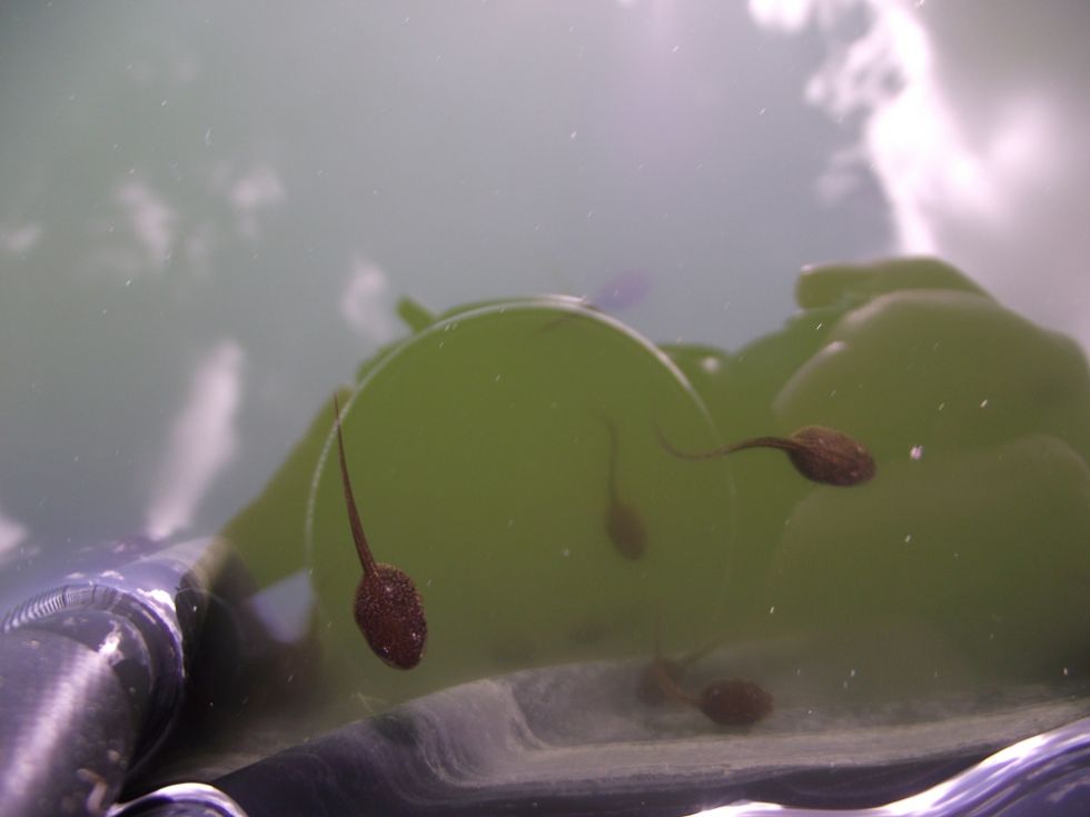  Tadpoles